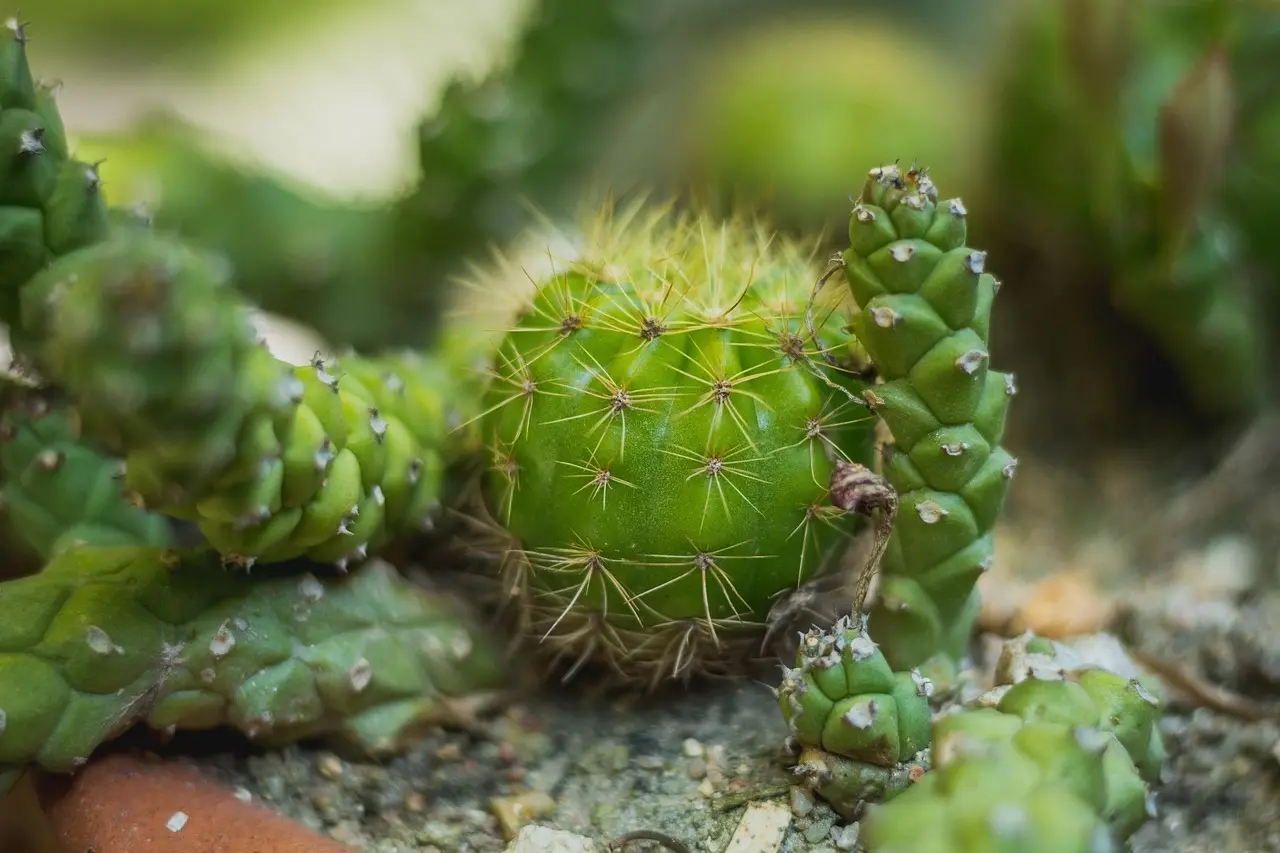 Hvilke sikkerhedsforanstaltninger skal jeg tage, når jeg bruger en cylinderklipper?