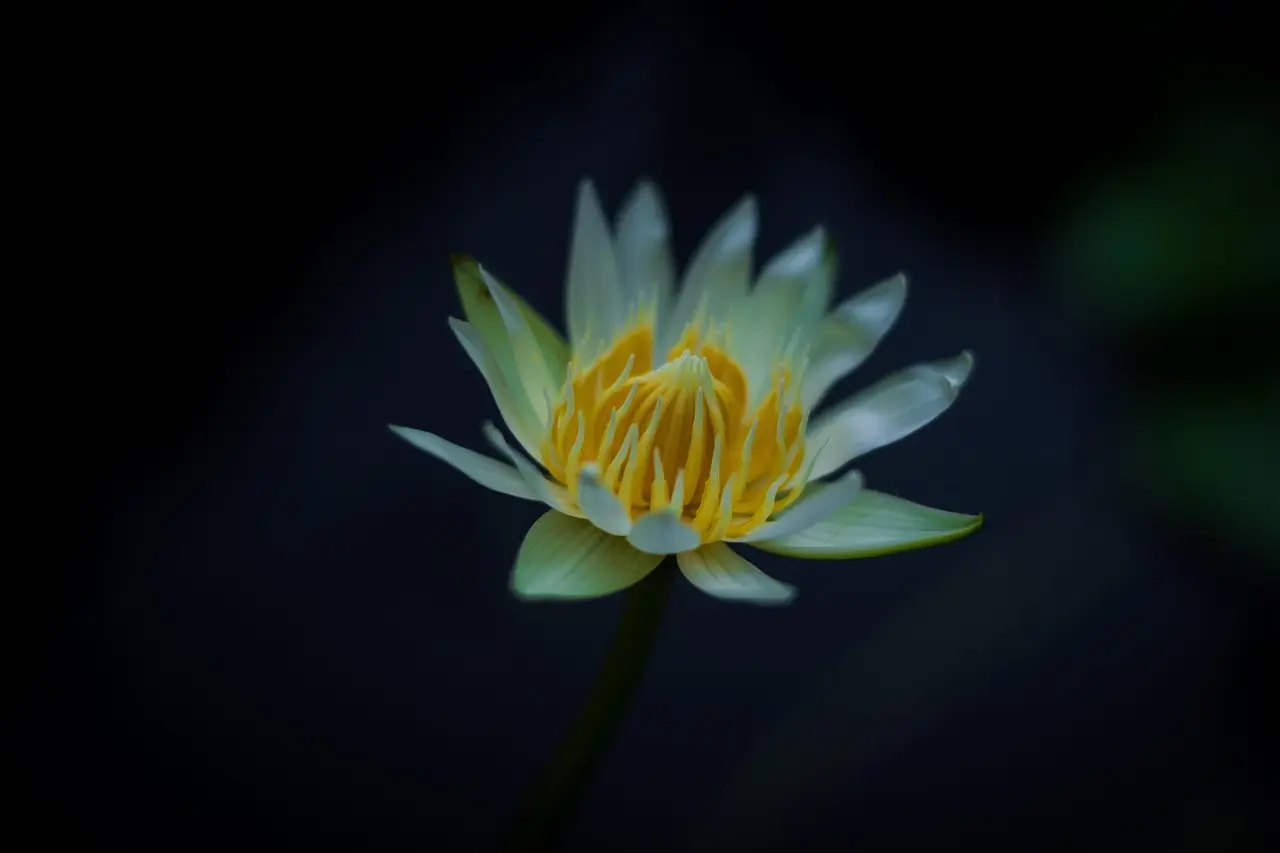 Hvordan vedligeholder jeg cylinderknivene på min cylinderklipper?