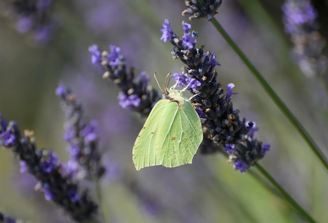 Naturlig skønhed fra haven: 7 urter du kan dyrke til hud- og hårpleje